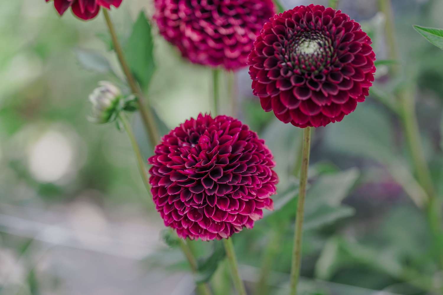 Dahlie 'Black Pierre'